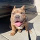 Bugsy The American Bully