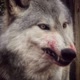 Arrow the Wolfdog