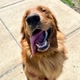 Red the Golden Retriever