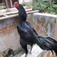 ஆர்யா 🐓