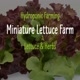 Miniature Lettuce Farm