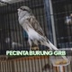 PECINTA BURUNG GRB