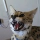 Dembe the Serval