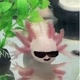 boop the axolotl