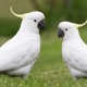 birds_love7