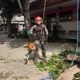 indonesian_arborist