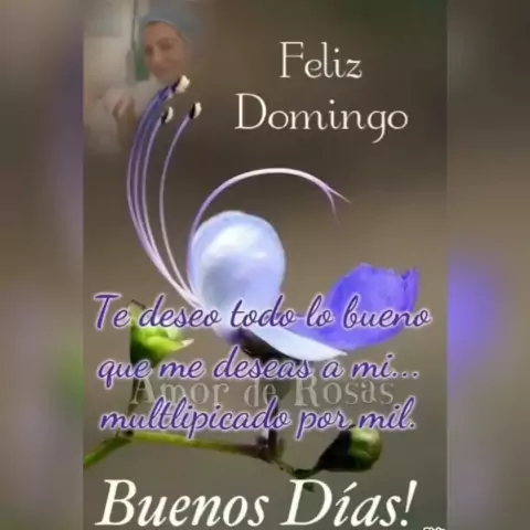 feliz domingo sueños de rosas y poemas buenos dias