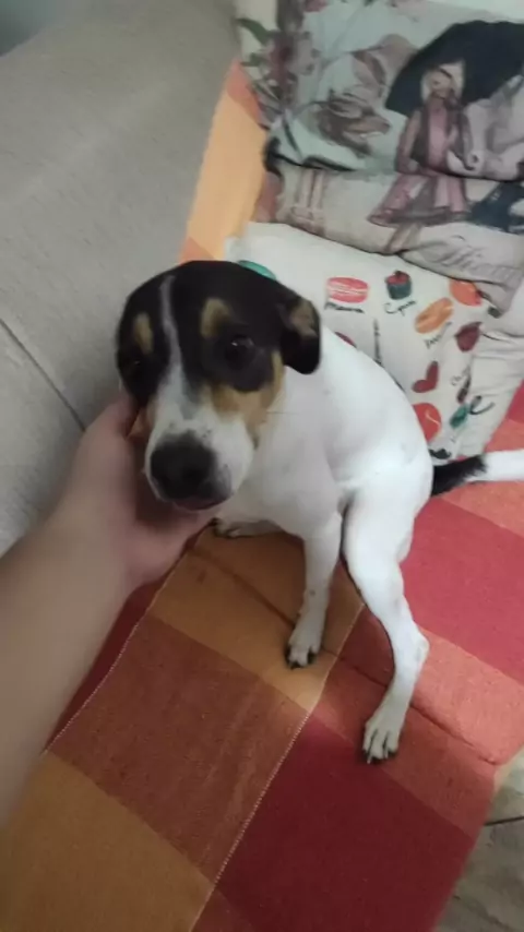 Zayda #Dog