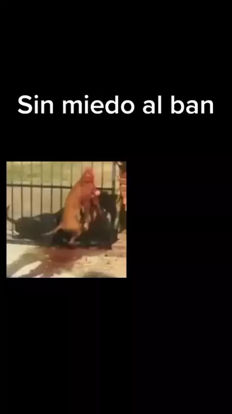 daisys destruccion & patrocinado x nike sin miedo  ...| Kwai