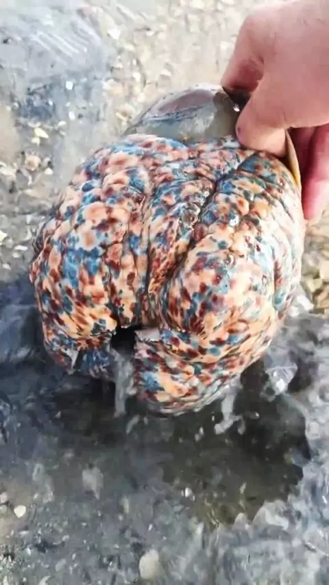 Nick little girls Russian | Discover      