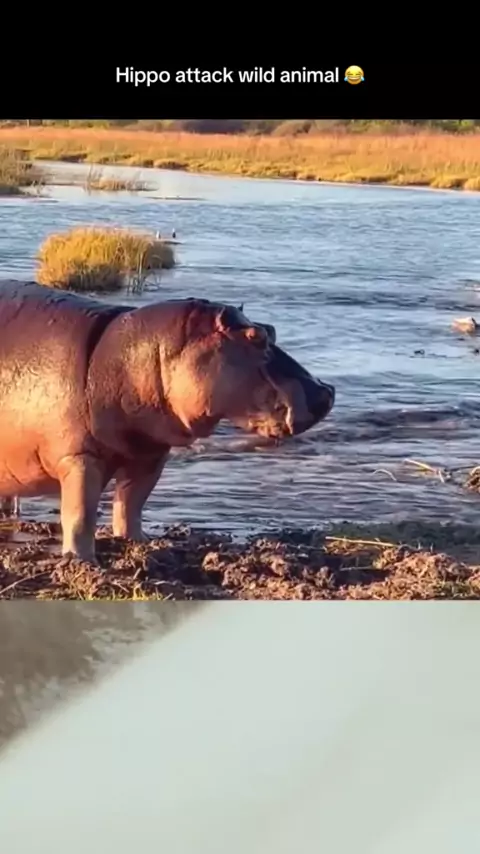 beach meme gif & animal attack compilation| Discov ...| Kwai