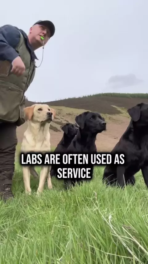 dogs knotted | Discover