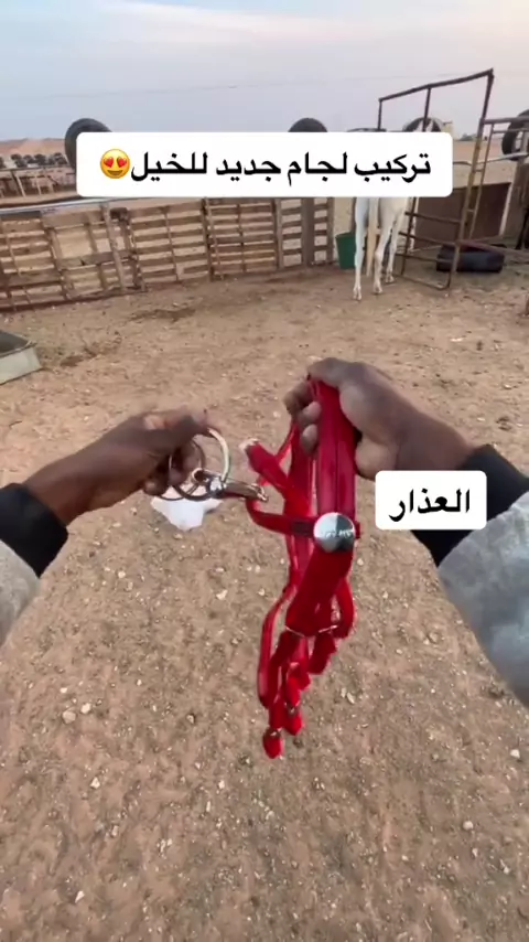 ورعان مخنث | Discover