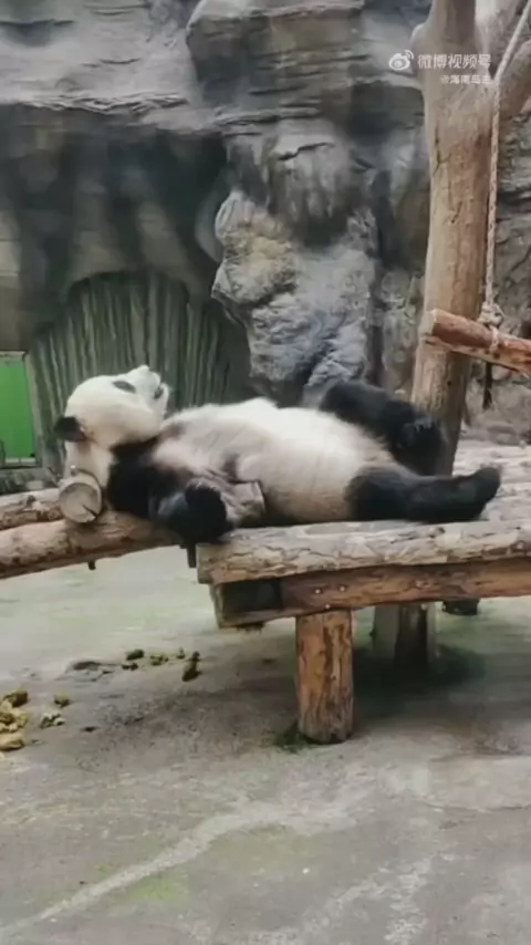 anxious panda character | Discover