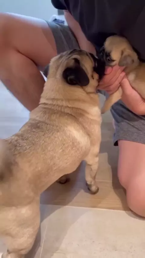 1 ptch 9 pugs | Discover
