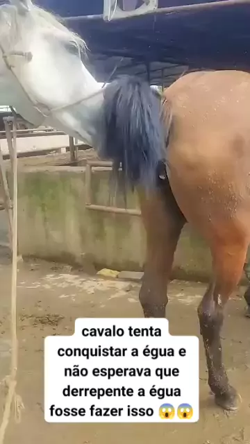 cavalos fudendo eguas & videos de cavalos fudendo  ...| Kwai