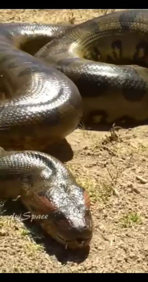 nippyspace not working & nippyspace technical issu ...| Kwai