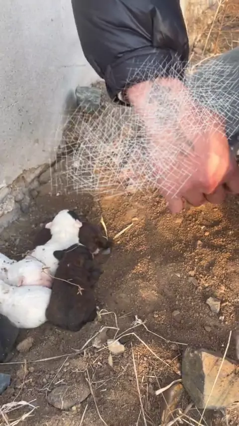 The first beast mother on the whole network] Is the stepfather a dog? Mom finished writing live broadcast junior high school daughter in order to make money...  