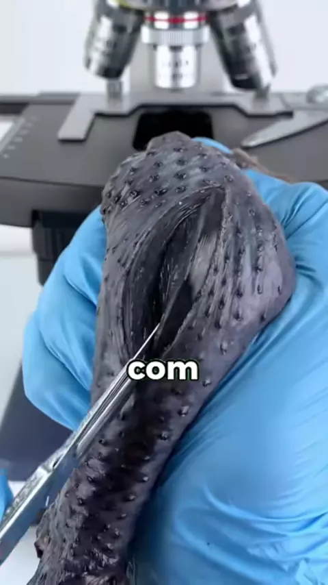 links-mega-de-cp | Discover 